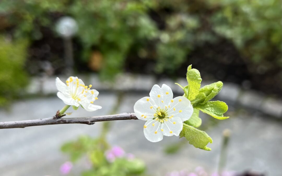 Nyplantet plommetre blomstrer.