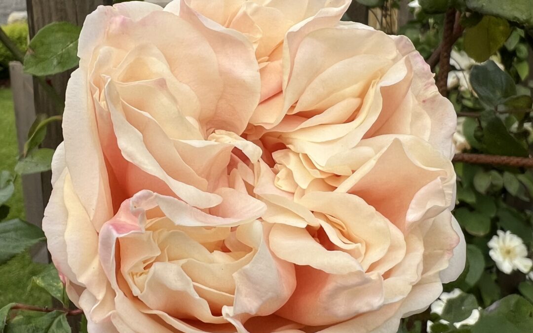 Glorie de Dijon en vakker aprikosgul klatrer – Noisette rose