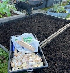 Da er hvitløken er kommet i jorda☺️