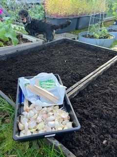 Da er hvitløken er kommet i jorda☺️